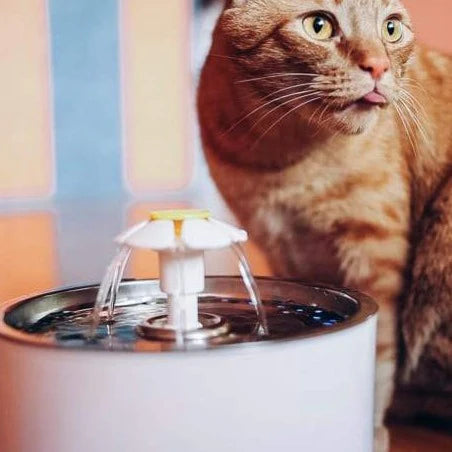Luffina Hydration Water Fountain