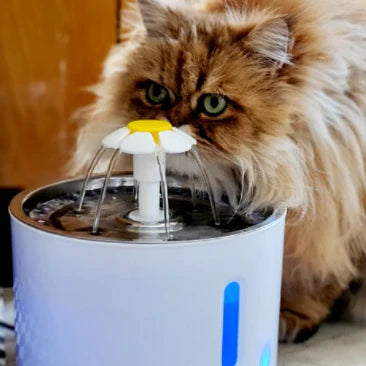 Luffina Hydration Water Fountain
